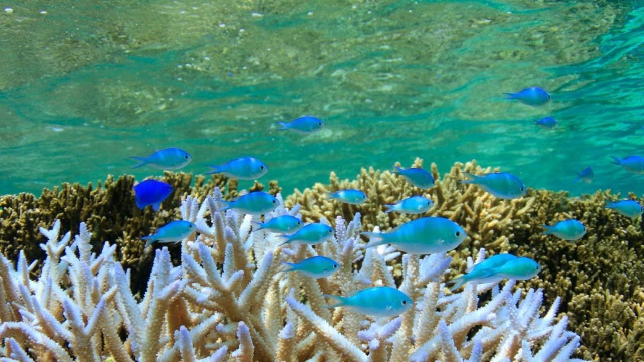 繁花 钴蓝海湾珊瑚度假村 Miyakojima  外观 照片